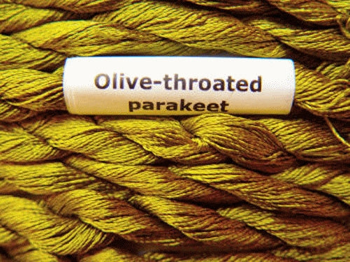 3467 Olive-Throated Parakeet
